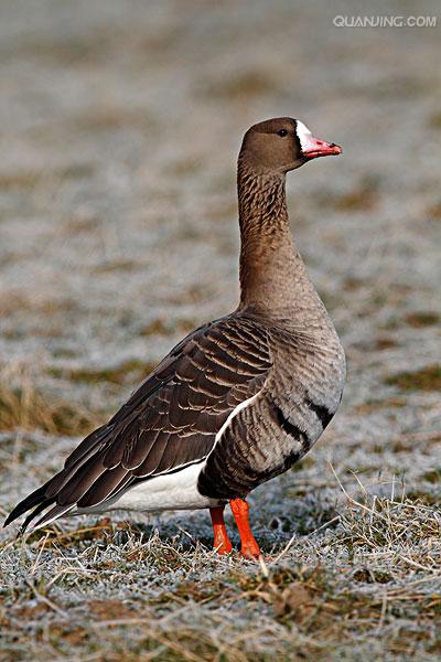 greater white-fronted goose