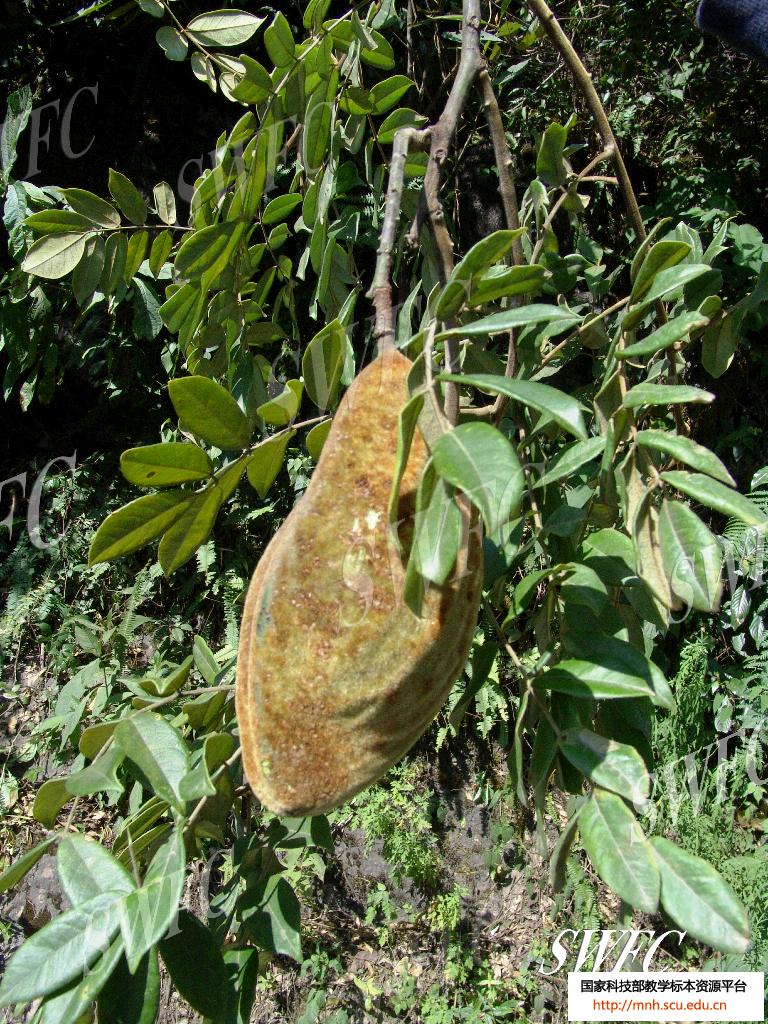  p>猪腰豆属(whitfordiodendron elmer), a href="#">双子叶植物纲 /a