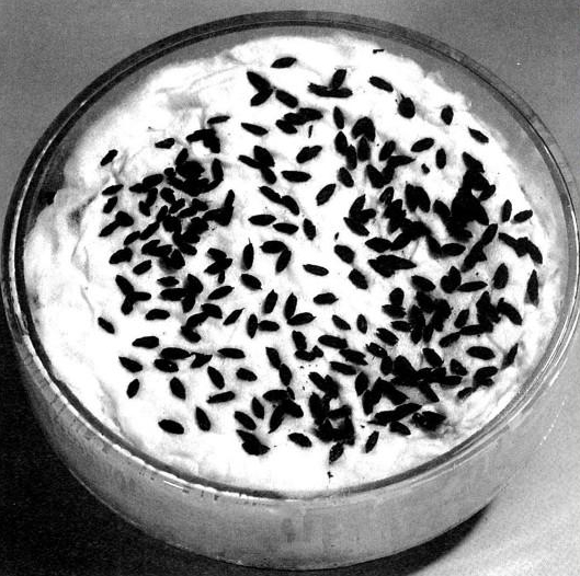 河姆渡遗址稻谷