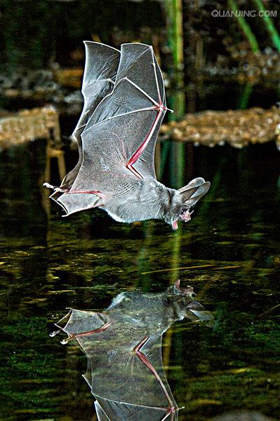  p>叶鼻蝠,属于台湾地区蝙蝠的一类,是 a target="_blank" href="