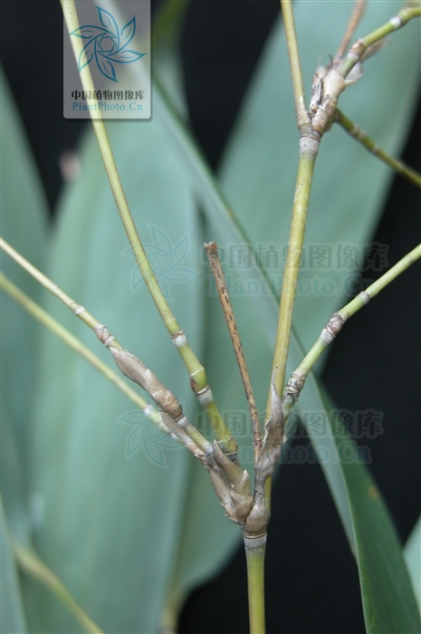  p>密毛箭竹(学名:fargesia plurisetosa wen)属箭竹属禾本科植物