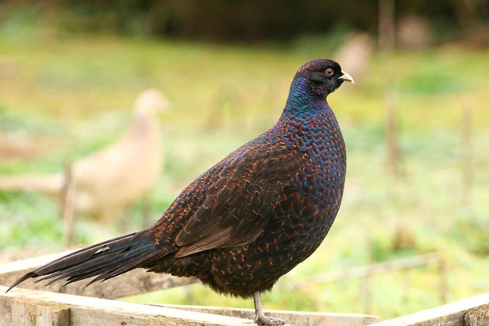  p>绿雉(学名: i>phasianus versicolor /i>):属于大型 a target="