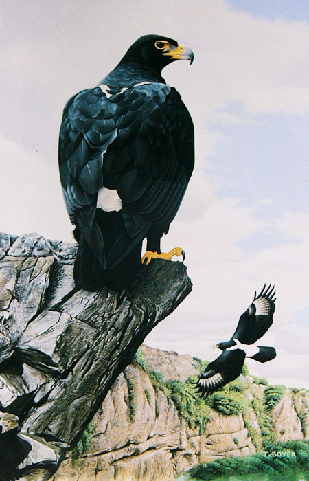  p>黑雕(学名: i>aquila verreauxii /i>):是鹰科,雕属的物种.