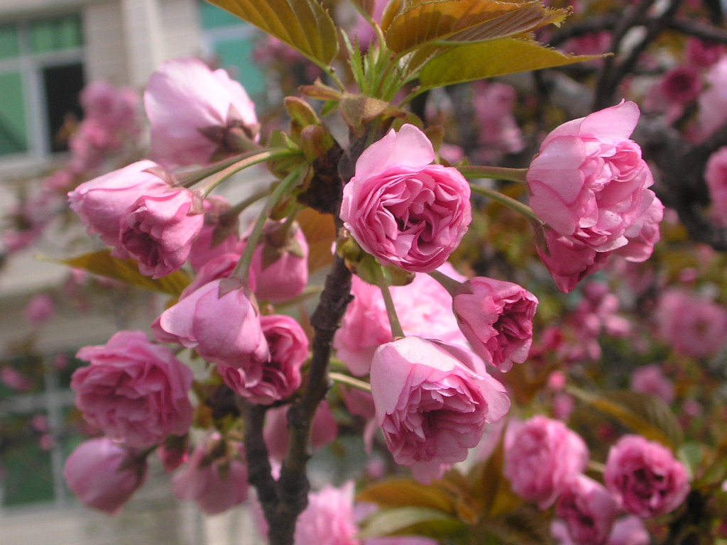  p>日本晚樱, a>蔷薇科 /a>樱属植物,落叶乔木,树皮银灰色,有锈色唇形
