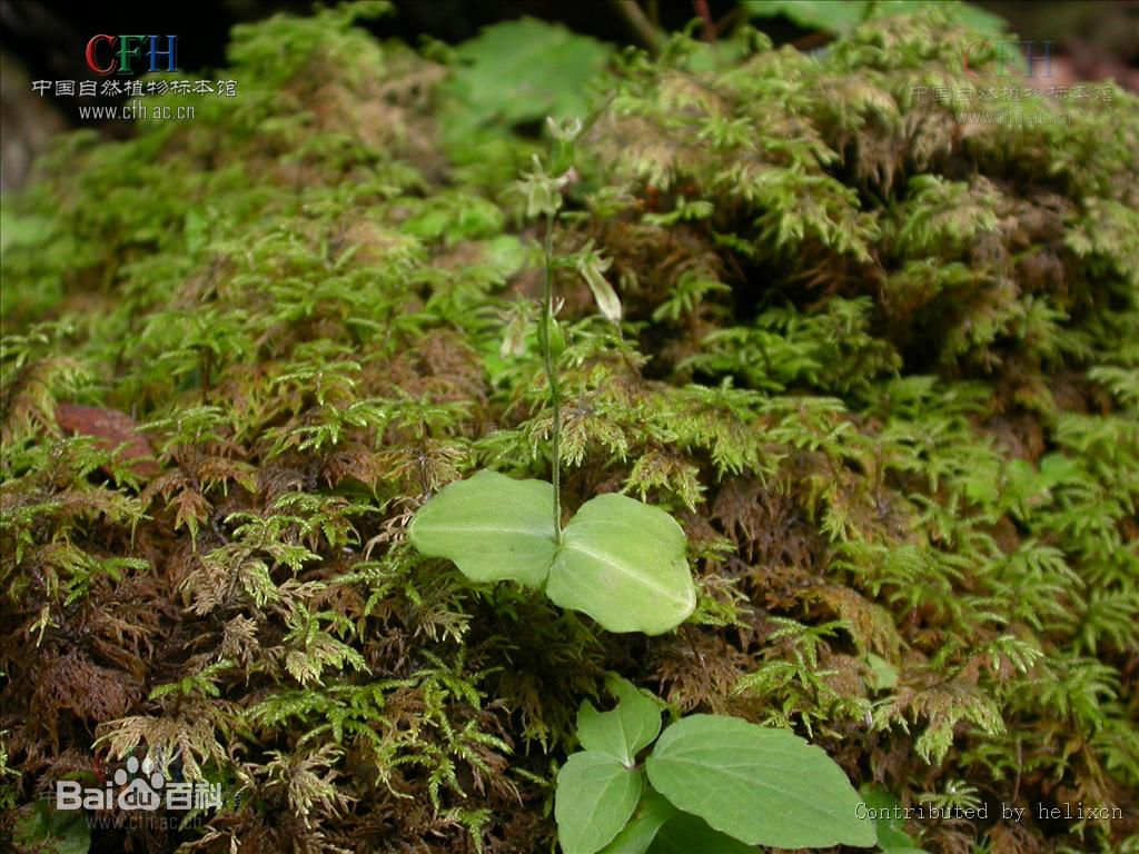  p>对叶兰(拉丁名: i>listera puberula /i> maxim.