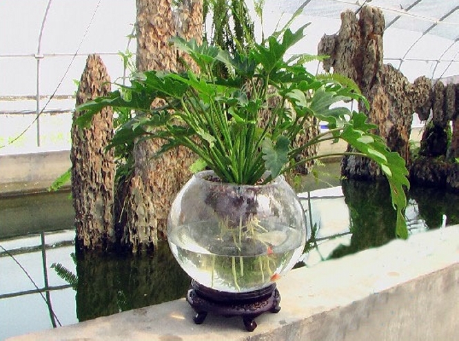  p>水泡花是采用现代生物工程技术,运用物理, a href="#" data-lemma