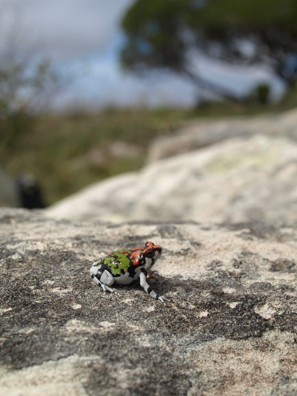 scaphiophryne gottlebei