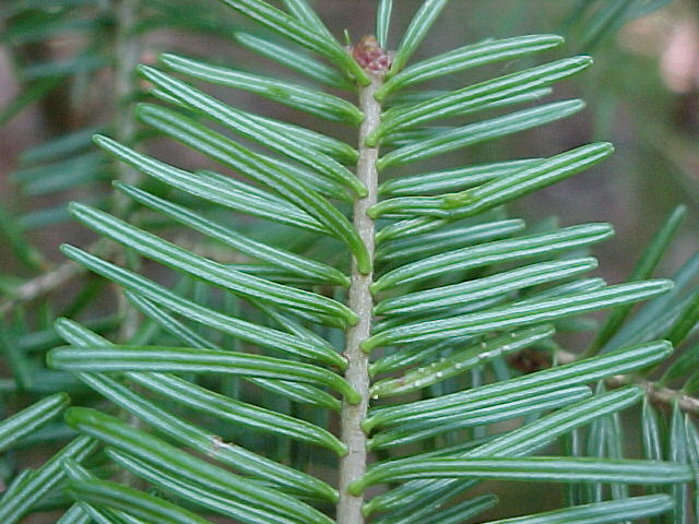  p>针叶林是以针叶树为建群种所组成的各类森林的总称.