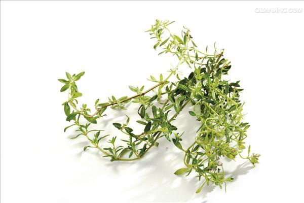  p data-id="txuwy1af45ll">百里香( i>thymus mongolicus /i> (ron