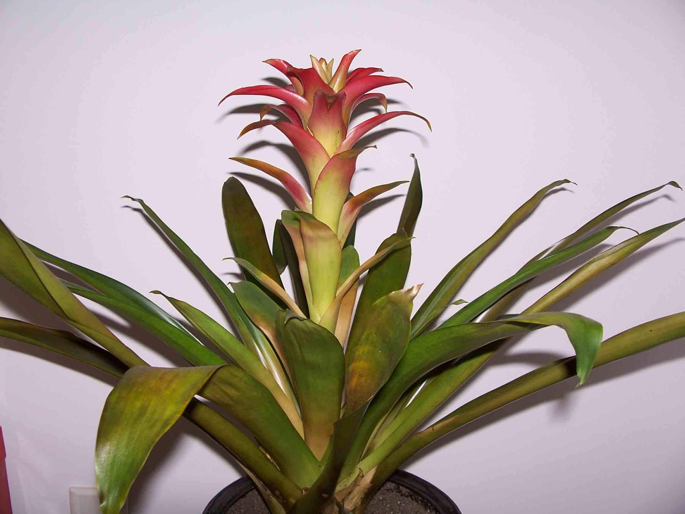 b.sm.) 凤梨科多年生常绿草本.