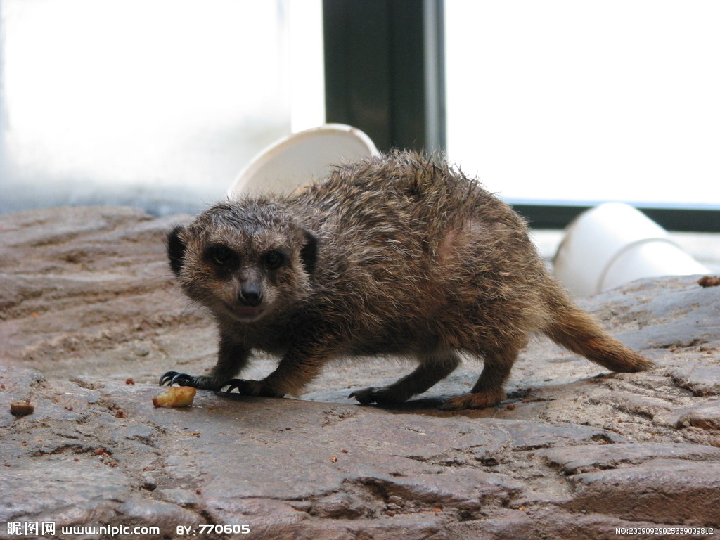  p>獭狸猫(cynogalebennettii),又名 a href="#" data-lemmaid="