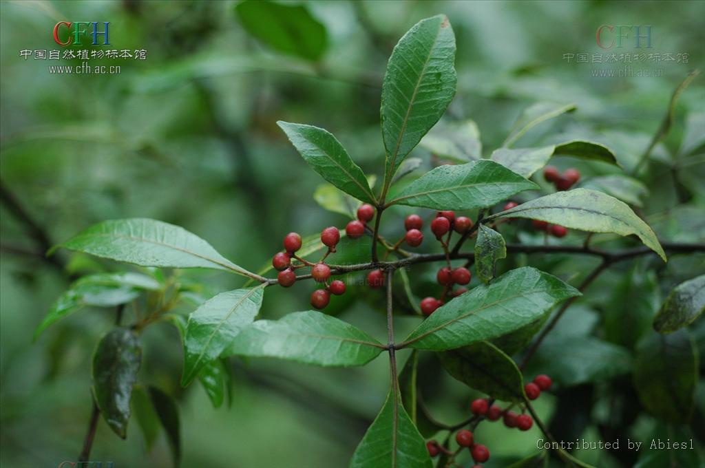  p>异叶花椒,学名:zanthoxylum ovalifolium wight.