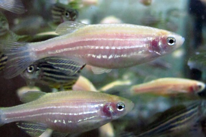 zebra fish
