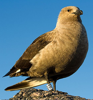 south polar skua