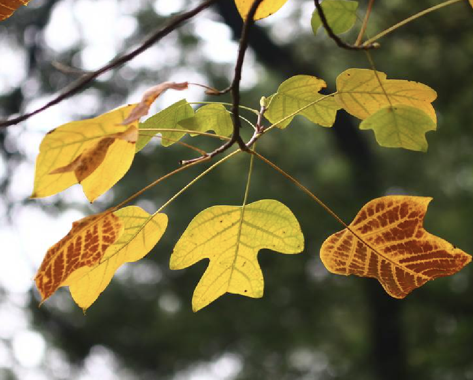 wang)是木兰科鹅掌楸属植物,是以中国鹅掌楸为母本,北美鹅掌楸