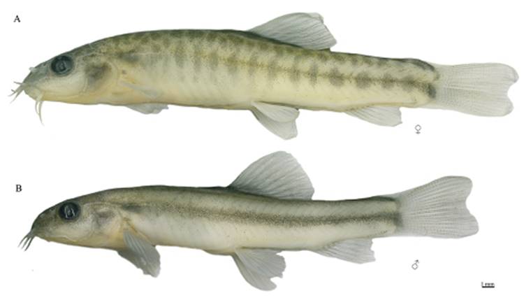 yunnanilus  sichuanensis