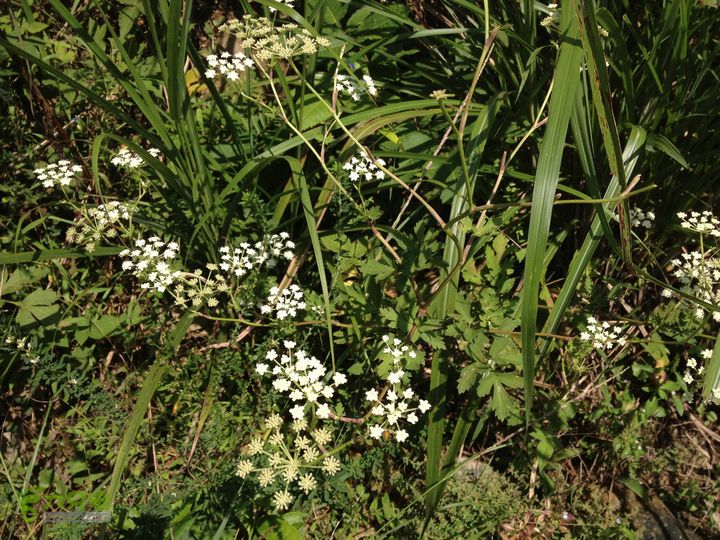  p>前胡属,通常为多年生直立草本.