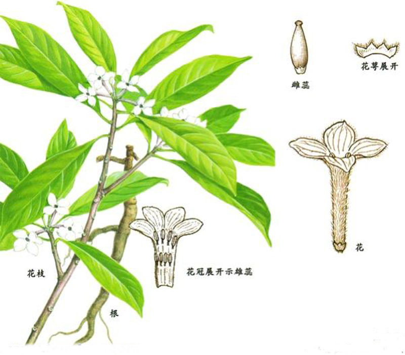  p>毛管花 [瑞香科]eriosolena composita是常绿灌木,高达1米,叶互生