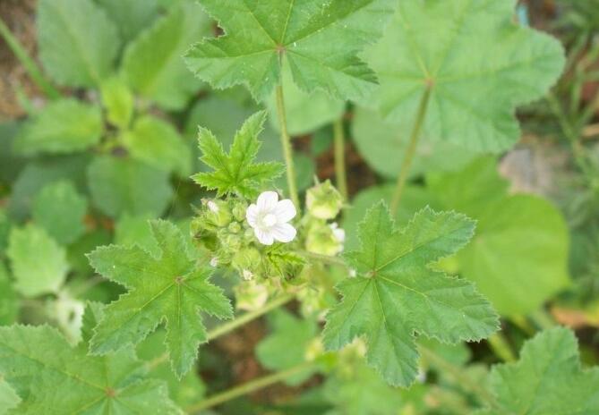  p>圆叶锦葵(学名: i>malva rotundifolia  /i>linn)是锦葵科,锦葵属