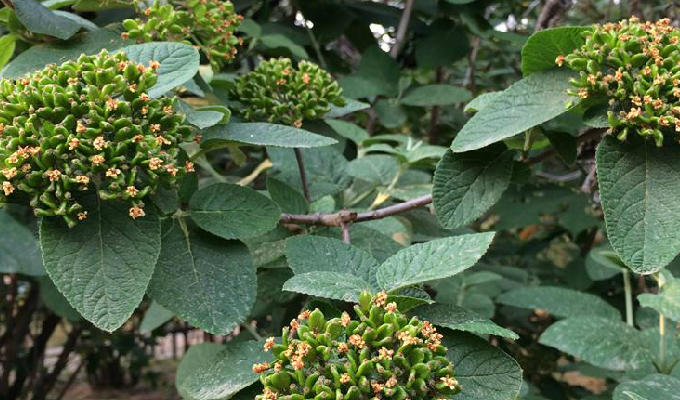  p>黑果荚蒾( a target="_blank" href="/item/学名/8074290" data