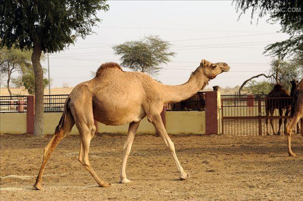  p>单峰驼(学名: i>camelus dromedarius /i>):体长约3米,高2米以上
