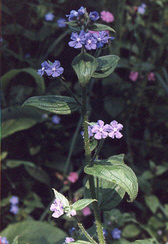  p>绿朱草是多年生植物,成簇生长;喜潮湿阴暗的环境,常生于沿墙处.