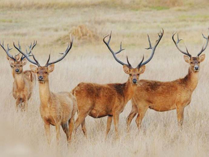 泽鹿(学名:blastocerus dichotomus),又名沼泽鹿,是南美洲最大的鹿,达