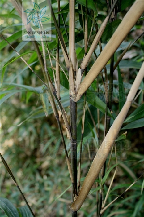 苦竹