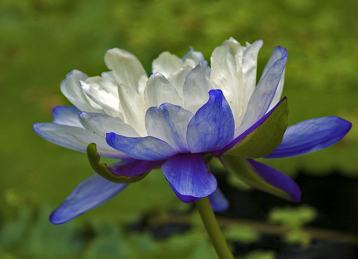  p>黑睡莲(学名: i>nymphaea /i>  i>atrans /i> s.w.l.