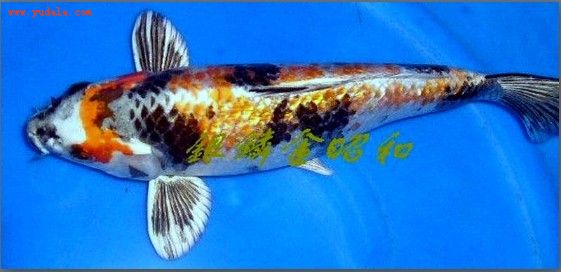 金银鳞锦鲤