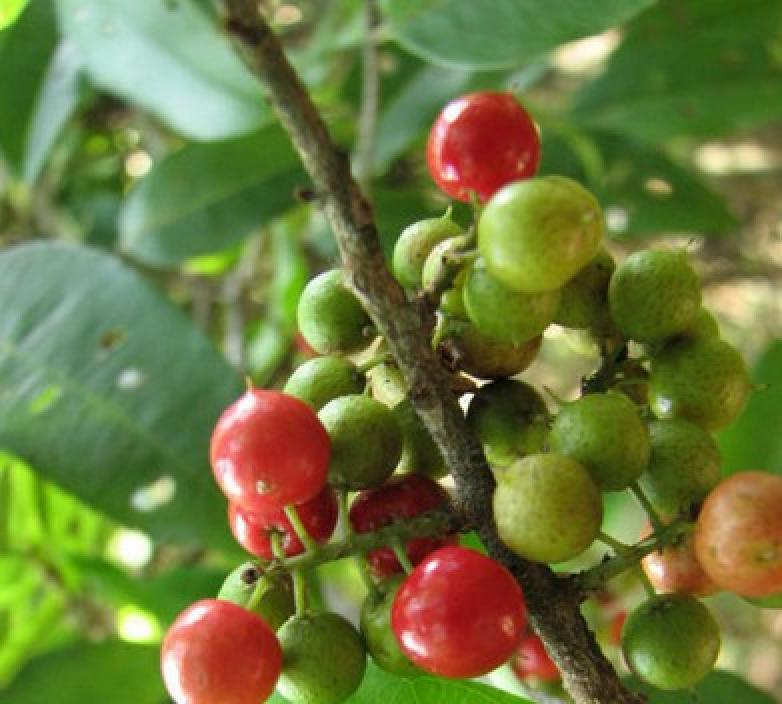 厚叶白花酸藤子