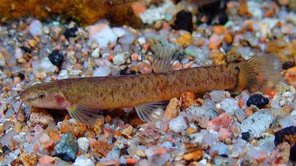  p>小眼须鳅, i>barbatulamicrophthalma  /i>(kessler, 1879) , a