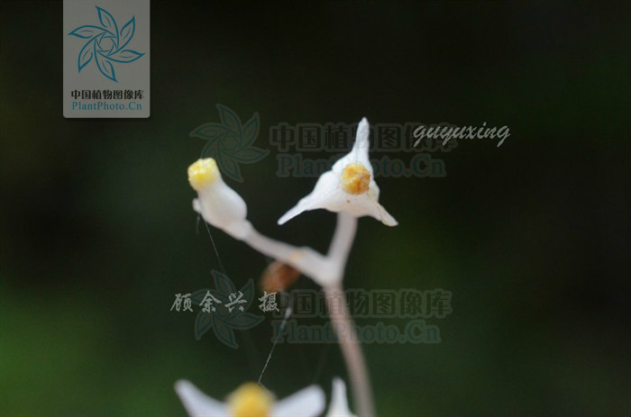  p> b>宽翅水玉簪 /b>(学名: i>burmannia nepalensis /i>)是水玉簪科
