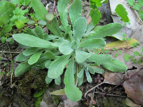  p>挪威鼠麴草( i>gnaphalium norvegicum gunnerus /i>),多年生草本.