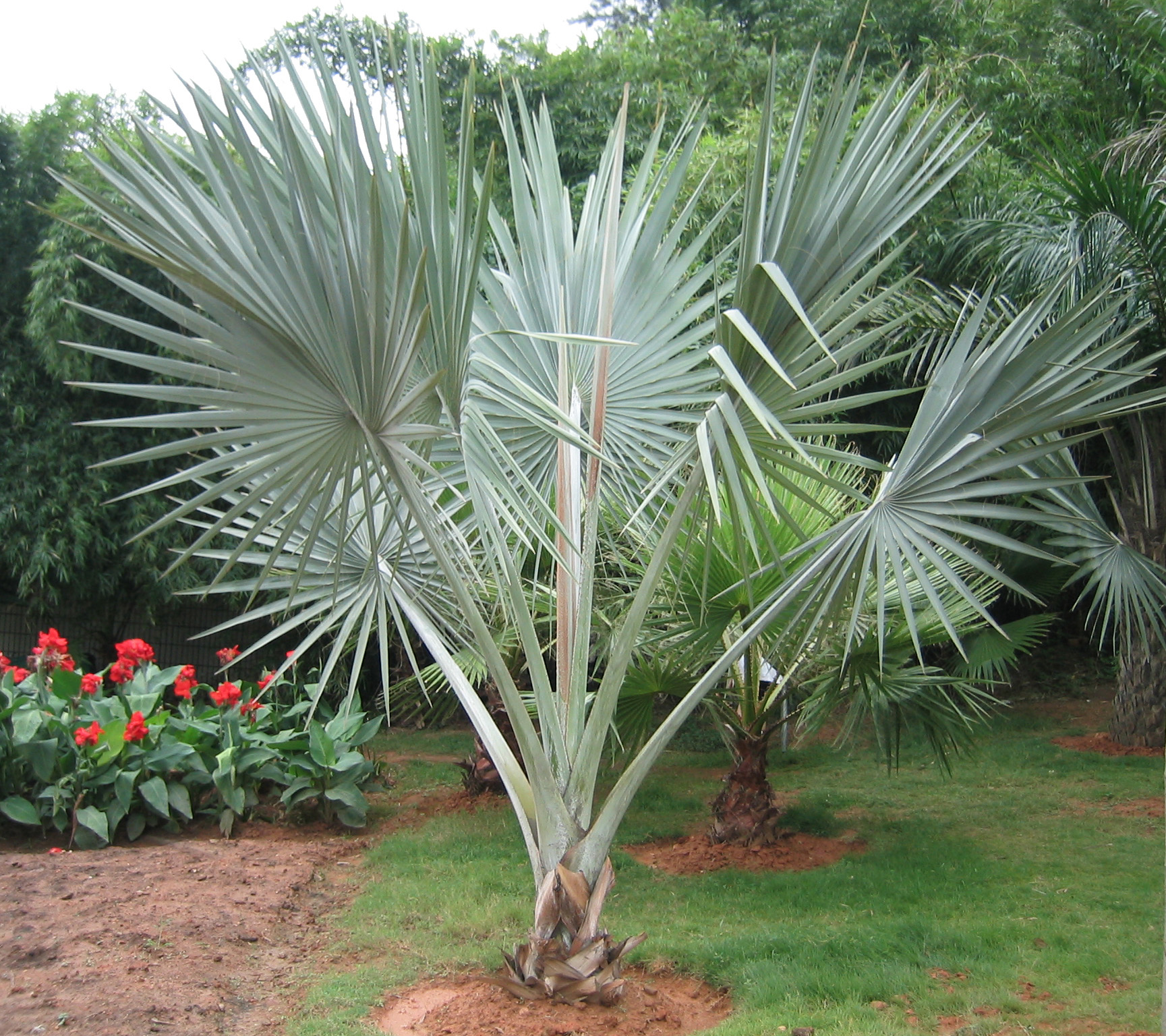 & h.wendl.)是棕榈科,霸王棕属植物中的珍稀种类.