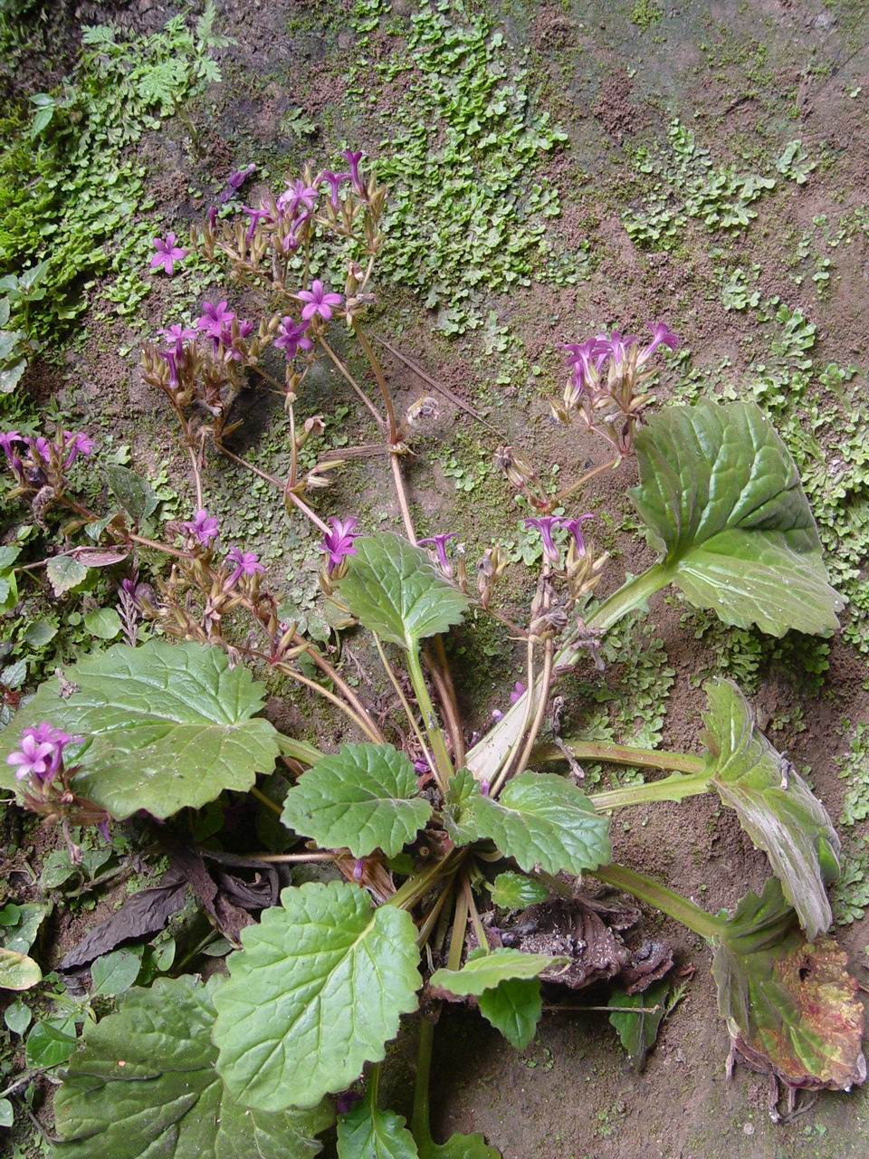  p>报春苣苔(学名: i>primulina tabacum /i> hance)是苦苣苔科,报春