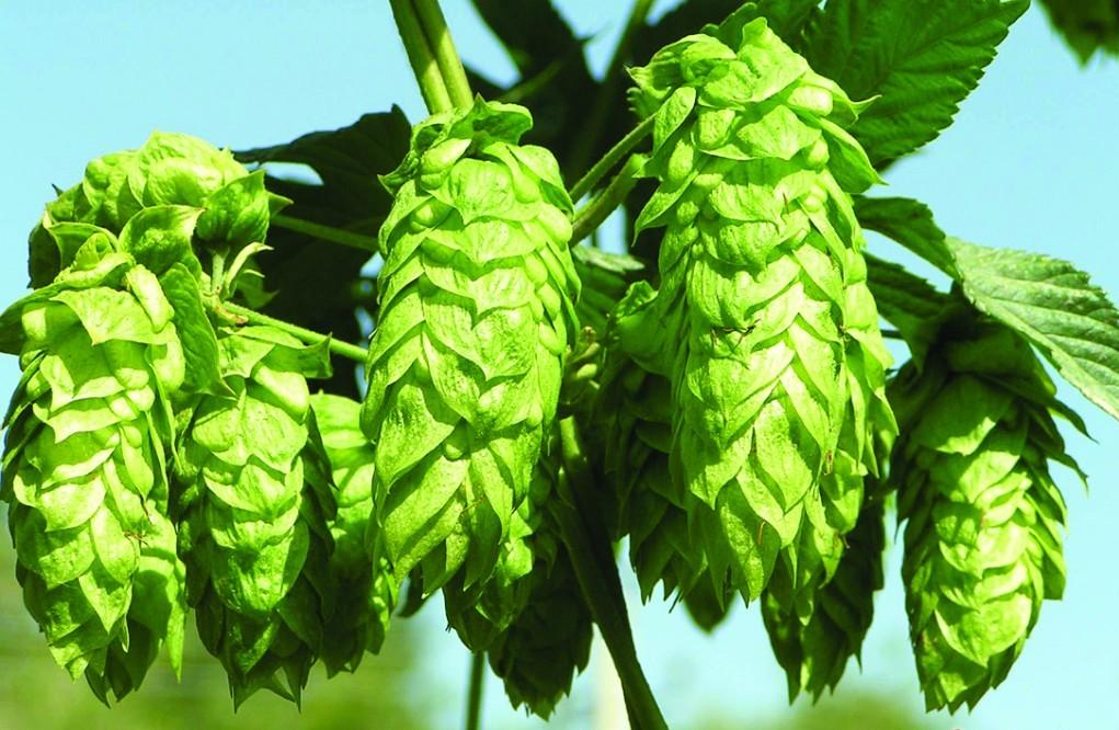  p>啤酒花(学名: i>humulus lupulus /i> linn.