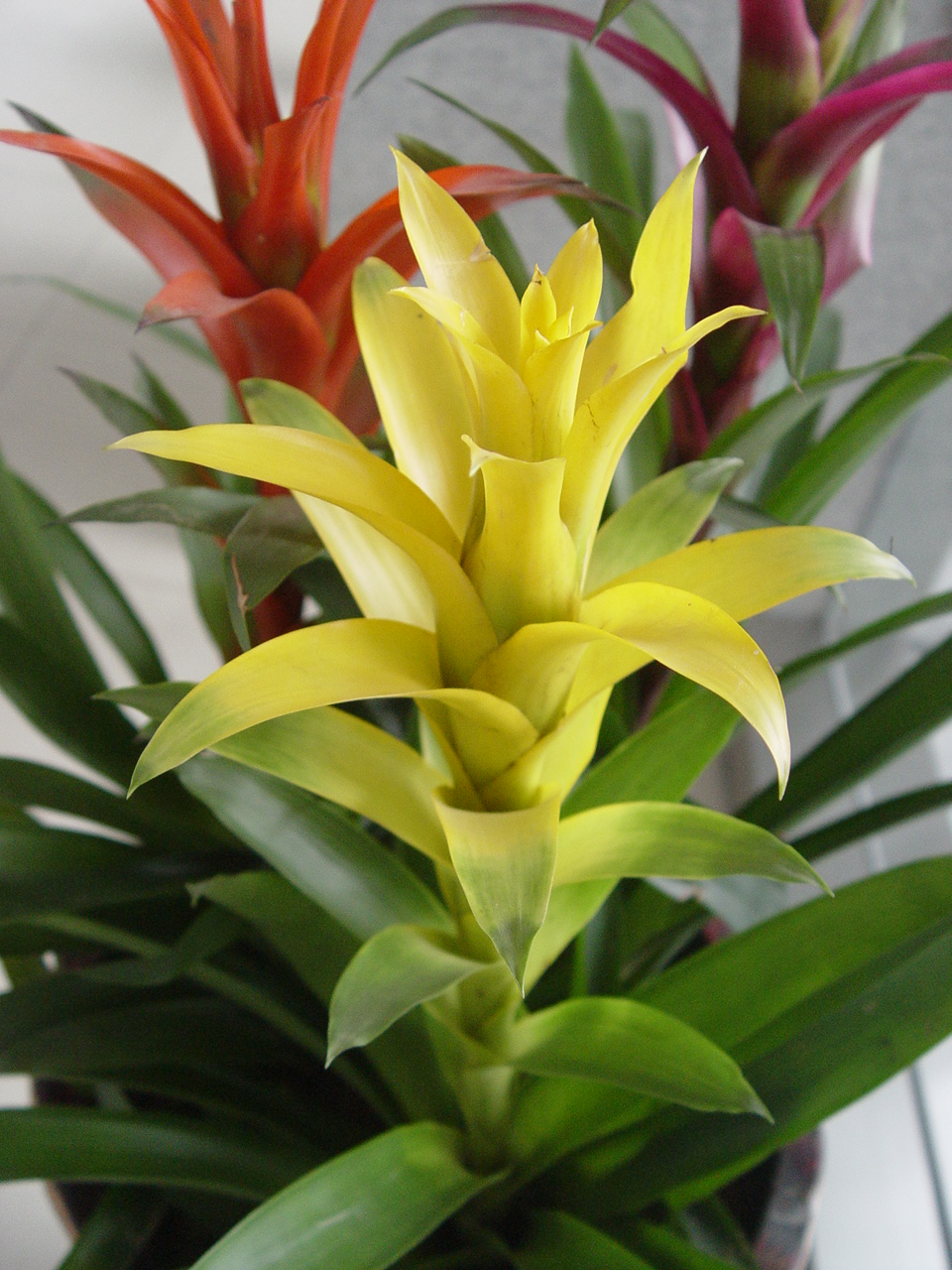  p data-id="tys15r0monqd">凤梨花,凤梨科凤梨属多年生草本植物.