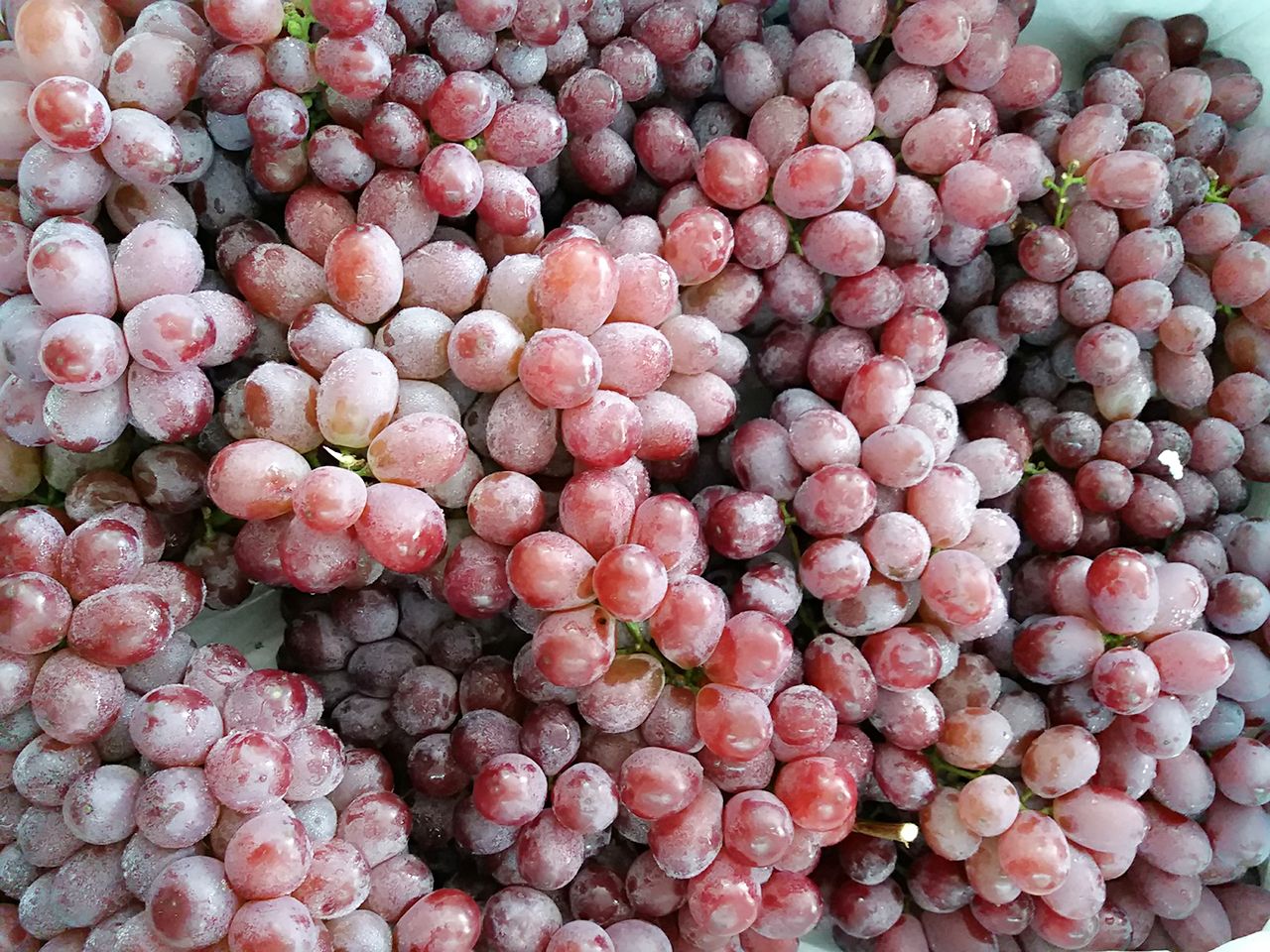 美国珍珠无核小红提