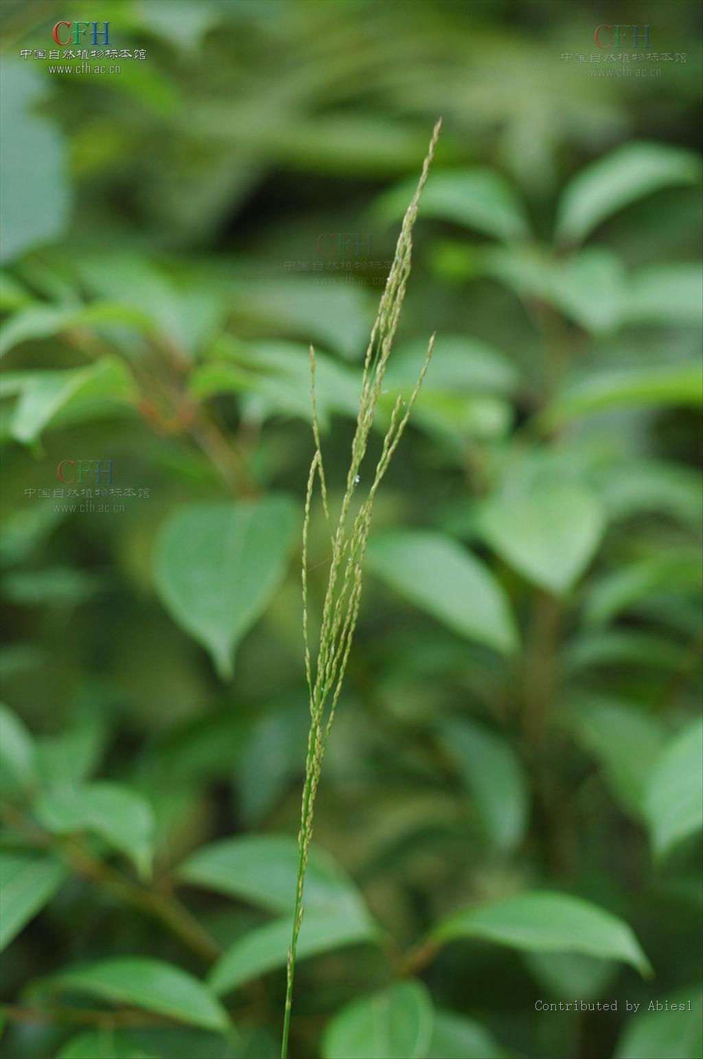 arundinella anomala steud.