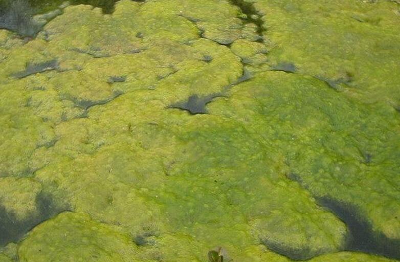 河南水绵