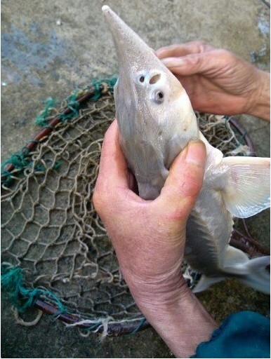  p>墨头鱼, i>garra pingi pingi  /i>(tchang, 1929) ,鲤形目, a