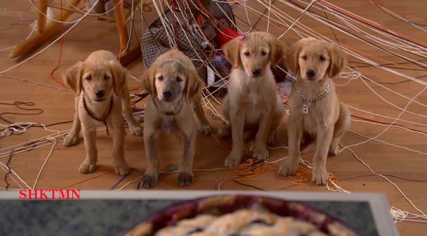 神犬也疯狂airbud:spikesback(2003)