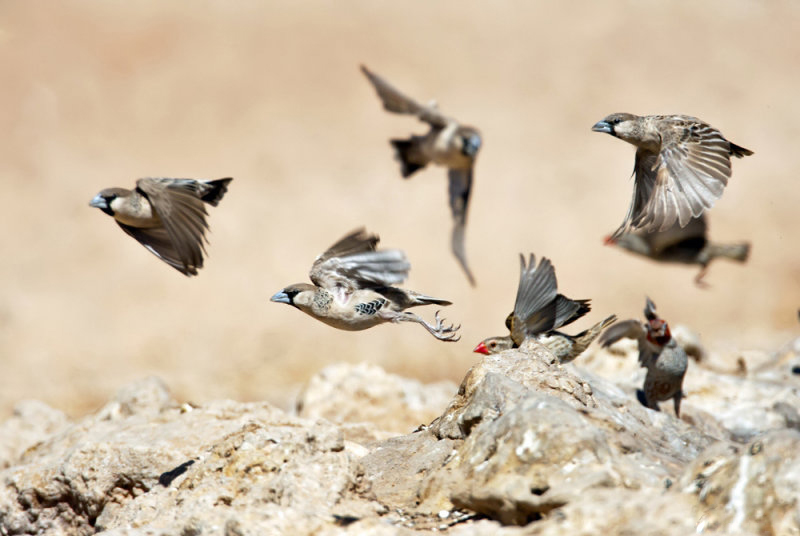  p>群居织巢鸟(学名: i>philetairus socius /i>):该物种是单属单种