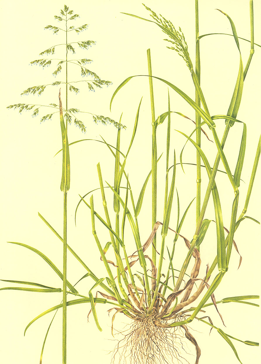 禾本科 a target="_blank" href="/item/早熟禾亚科/11049131" data