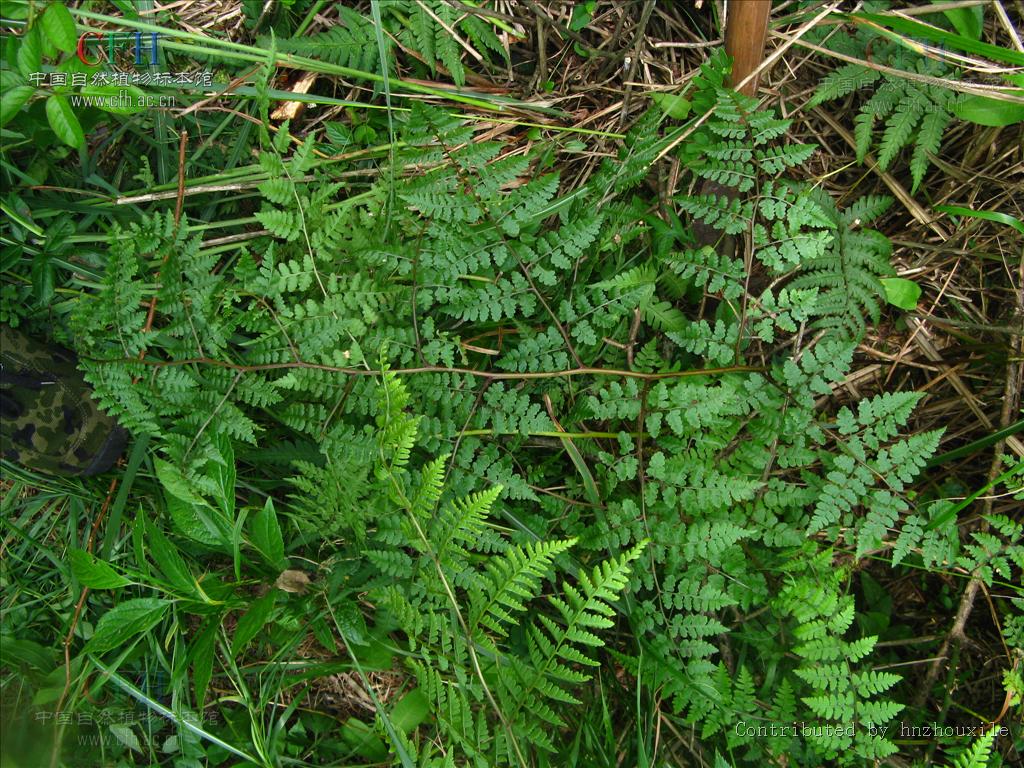  p data-id="gnzzq5cnzw">假冷蕨属,植物根状茎细长横走,二叉分枝,黑