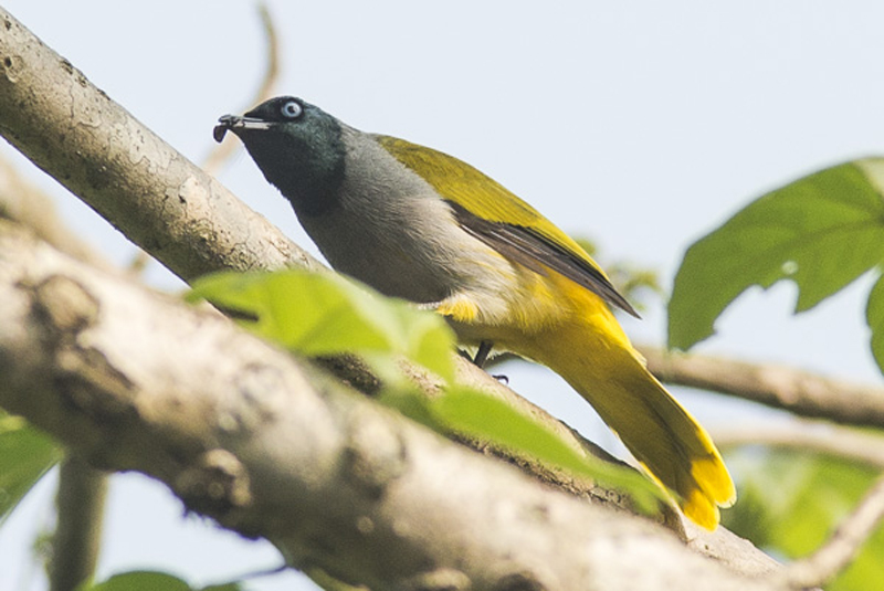 brachypodius atriceps