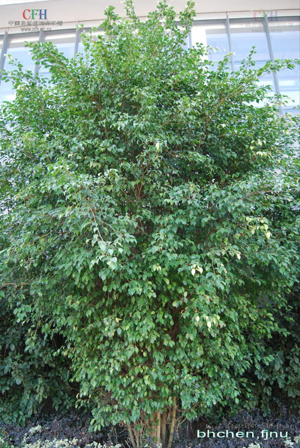  p>垂叶榕(学名: i>ficus benjamina  /i>l.)桑科植物.