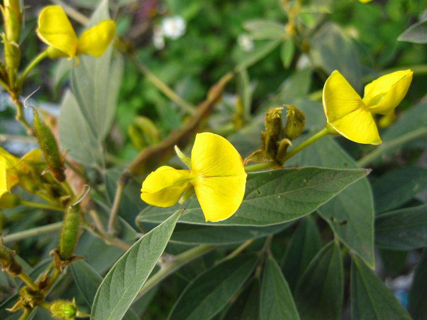 druce),豆科木豆属直立灌木,高可达1-3米.