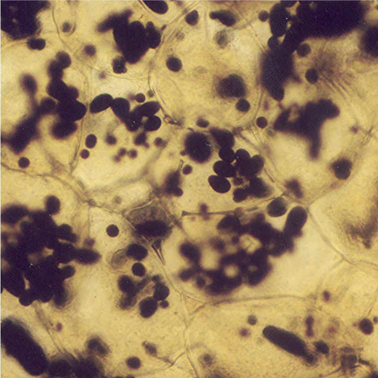 贮藏的物质有淀粉,蛋白质,糖类,油类等.